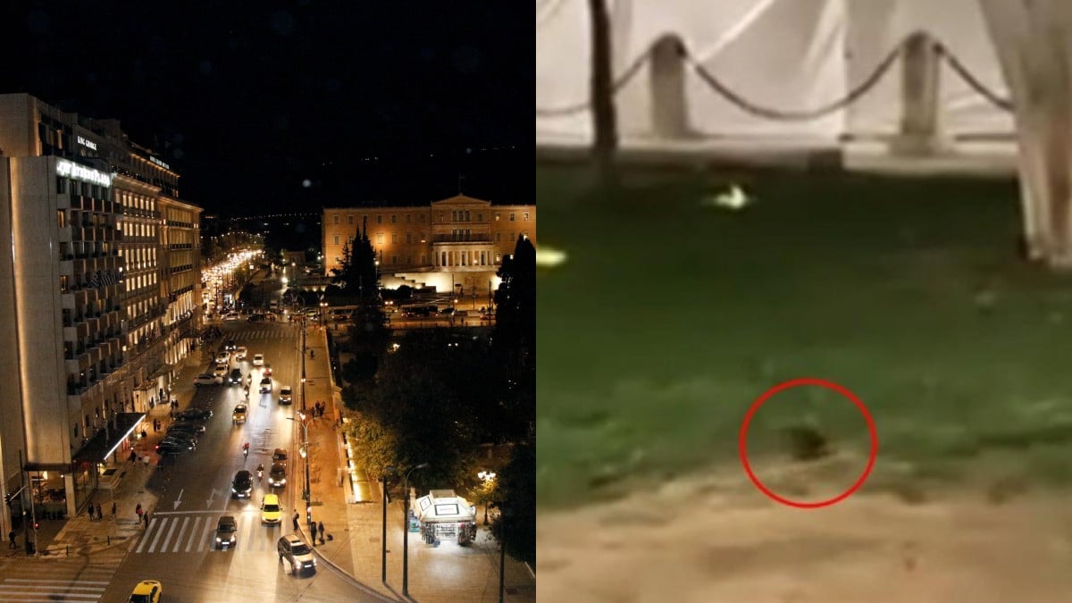 «Βουλιάζει» από ποντίκια το κέντρο της Αθήνας: Αποικία τρωκτικών στο Σύνταγμα – 3 τρόποι να τα ξεφορτωθείτε (video)