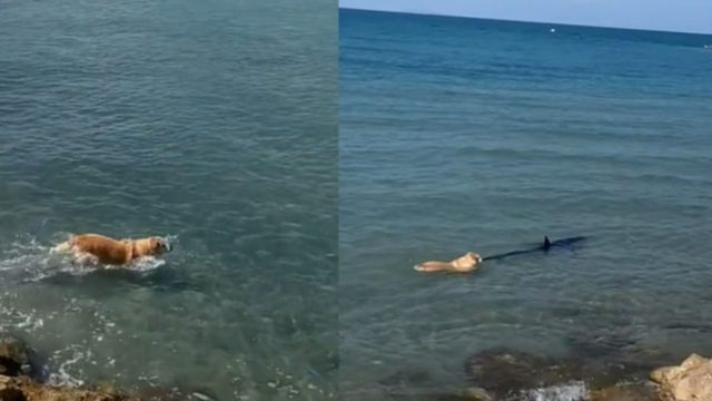 Ανεστραμμένοι ρόλοι: Σκύλος κυνηγάει καρχαρία μέσα στη θάλασσα (video)