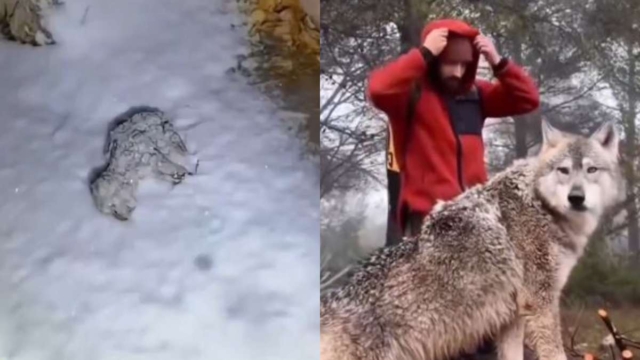 Όλοι νόμιζαν ότι αυτό το σκυλάκι ήταν νεκρό μέσα στα χιόνια – Λίγα χρόνια μετά αποκαλύφθηκε η… σοκαριστική αλήθεια (video)