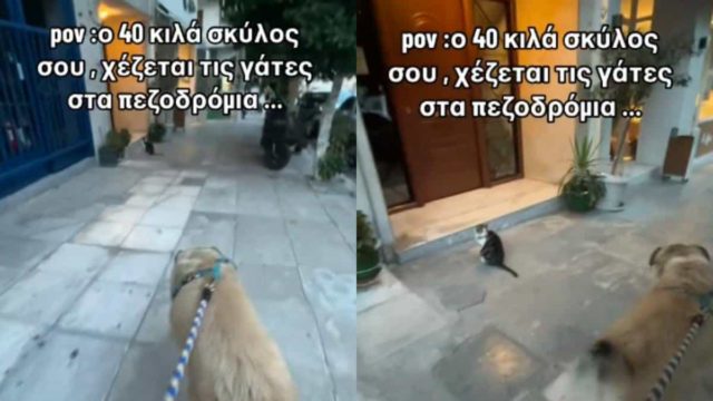 Κλάμα: Σκύλαρος 40 κιλών χ@ζεται πάνω του βλέποντας γάτα στο πεζοδρόμιο – Η επική αντίδρασή του (video)
