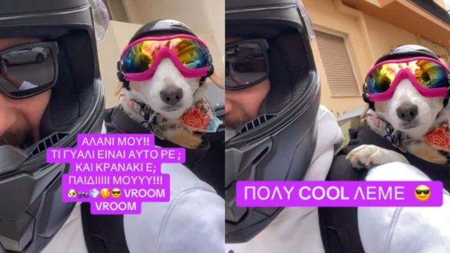Ο σκύλος «καμικάζι» που έχει γίνει σταρ στο TikTok – Φοράει γυαλί και κράνος και «πουλάει» τρέλα! (video)