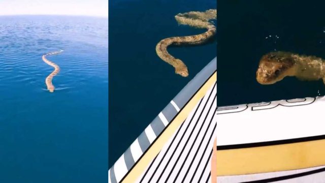 Βίντεο σοκ στην Αυστραλία: Τεράστιο φίδι ξεπροβάλει από τον βυθό της θάλασσας και προκαλεί πανικό!