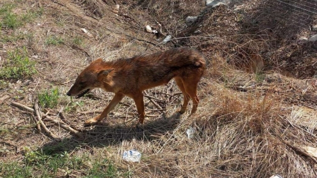 Αναζητούσε τροφή μέσα στον πολιτισμό: Τσακάλι βρέθηκε σε κατοικημένη περιοχή έξω από τη Λάρισα