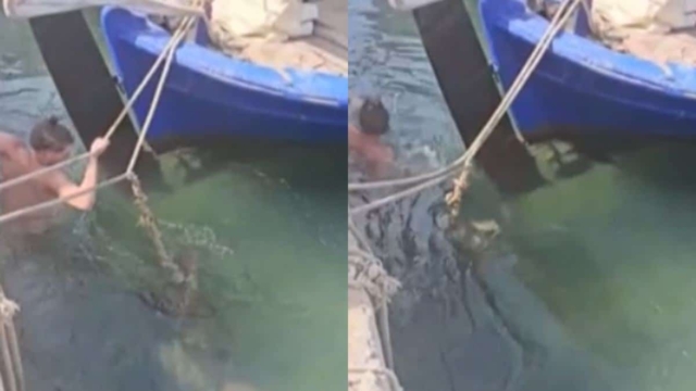 Χελώνα δάγκωσε τα οπίσθια πρωταγωνιστή ταινίας π@ρνό: Η επική αντίδραση Χασαπόπουλου – Βούλγαρη (video)