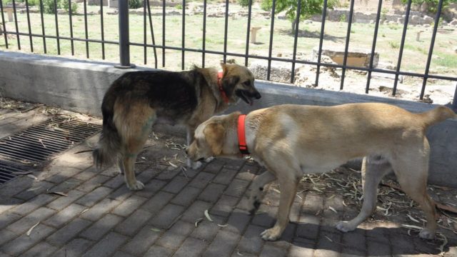 Πήρε θέση ο θείος της 70χρονης που την κατασπάραξαν τα σκυλιά του γιου της – «Είναι πανέξυπνα και καθόλου επιθετικά»