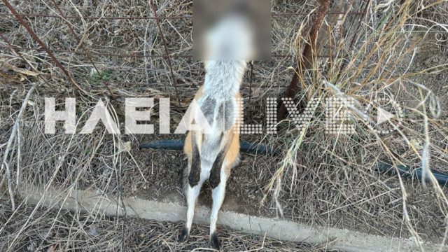 Αποτροπιασμός στον Πύργο: Κρέμασαν αλεπού σε περίφραξη – Εντοπίστηκε με το σύρμα καρφωμένο στον λαιμό (photos)