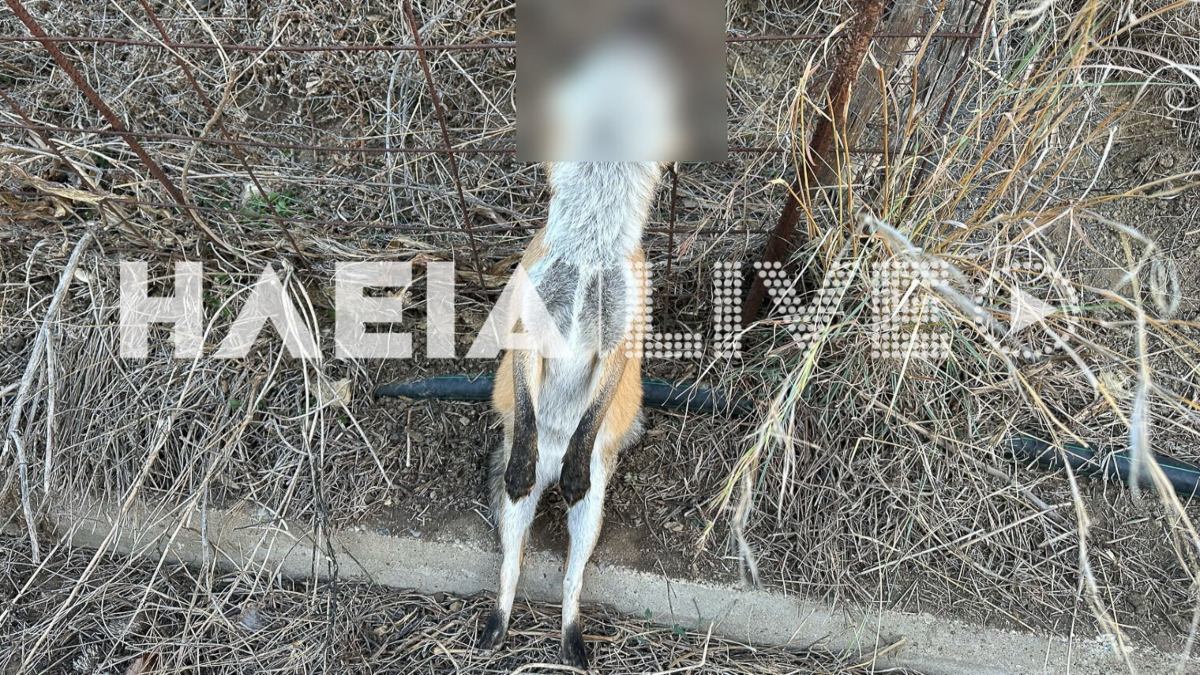 Αποτροπιασμός στον Πύργο: Κρέμασαν αλεπού σε περίφραξη – Εντοπίστηκε με το σύρμα καρφωμένο στον λαιμό (photos)