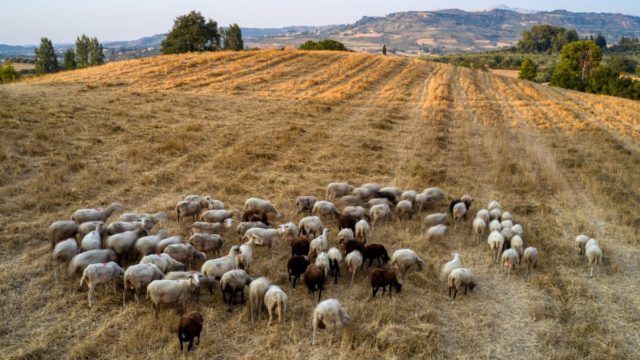 Φόβος με την ευλογιά προβάτων: Είναι ασφαλές το γάλα και το κρέας; Όσα πρέπει να ξέρετε