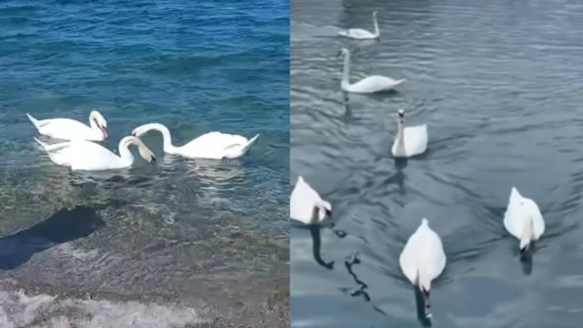 Απαρτία στη Βόρεια Εύβοια: Διπλασιάστηκαν οι κύκνοι στους Ωρεούς – «Προσκάλεσαν και τους φίλους τους» (video)