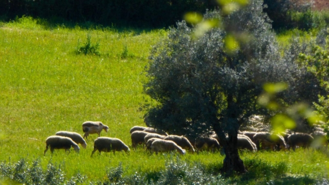 Συναγερμός στην Κόρινθο: Εντοπίστηκε κρούσμα ευλογιάς των προβάτων – Κλείνουν τα σφαγεία στη χώρα