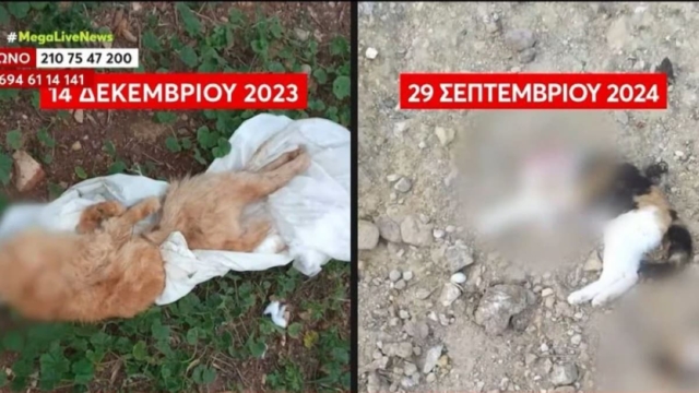 Θρίλερ με τον serial killer γατιών στην Κυψέλη: Νέα ντοκουμέντα βαρβαρότητας! (video)
