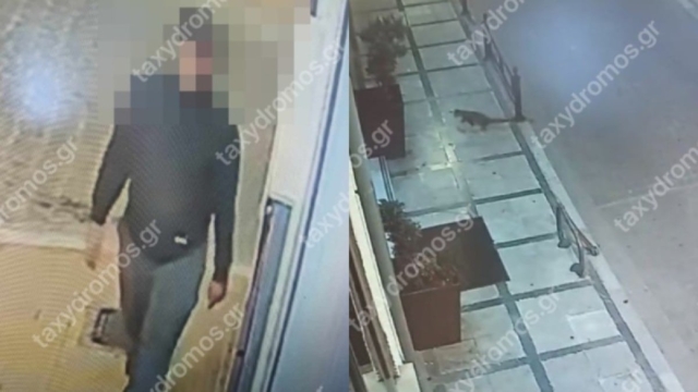 Συνελήφθη ο serial killer αδέσποτων στο Βόλο – Σκότωνε γατιά και σκυλιά μαχαιρώνοντάς τα