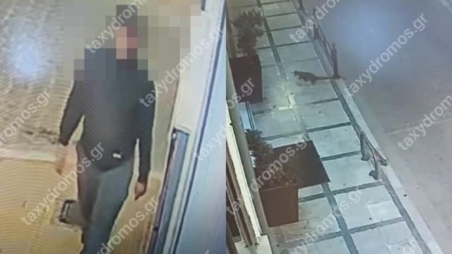 Αναζητούν serial killer αδέσποτων γατιών και σκυλιών στον Βόλο – Τα 12 αποτρόπαια περιστατικά (video)