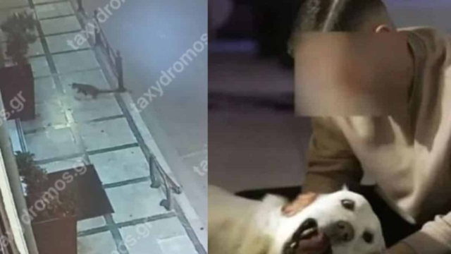 Το σκοτεινό παρελθόν του 31χρονου serial killer αδέσποτων από τον Βόλο – Υπεράνω πάσης υποψίας ο δράστης (video)
