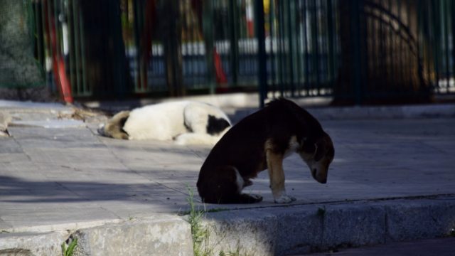 Εμετικός δήμαρχος στη Μαγνησία: «Το πρόβλημα με τα αδέσποτα λύνεται με ευθανασία»
