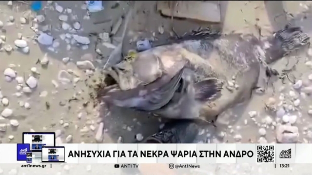 Άνδρος: Νεκρά ψάρια πλημμύρισαν τις παραλίες – Τι συνέβη;