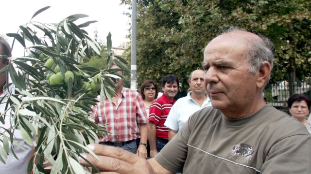Σε απόγνωση οι ελαιοπαραγωγοί: Απελπισία σε όλη την Ελλάδα για τις τιμές που θα εκτοξευθούν