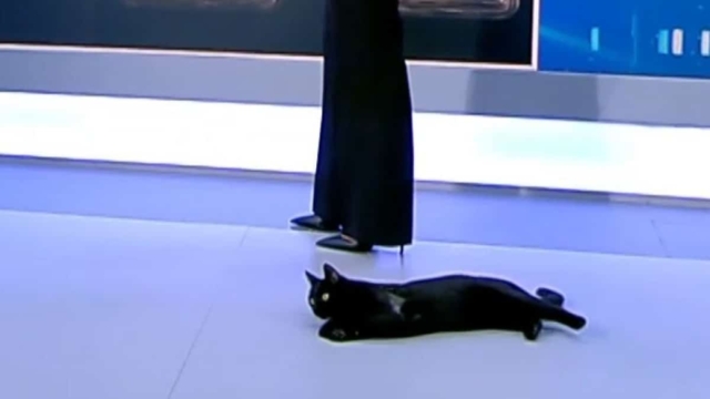 Τετράποδος επισκέπτης στον… ΣΚΑΪ (video)