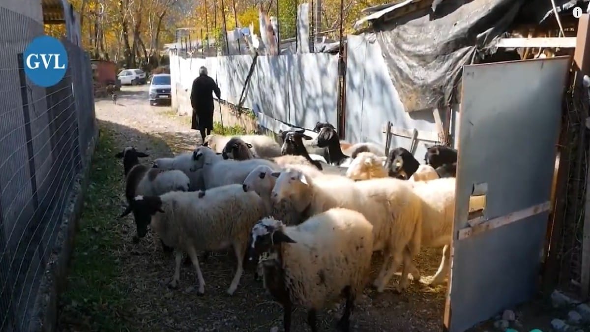 Πηγή δύναμης: Κοτσονάτη γιαγιά 84 ετών βοσκάει το κοπάδι της στο Καρπενήσι (Video)