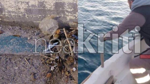 Αποτρόπαιο θέαμα: Γέμισε με νεκρά ποντίκια το λιμάνι του Ηρακλείου – Δεν προλαβαίνουν να τα μαζεύουν (photos)