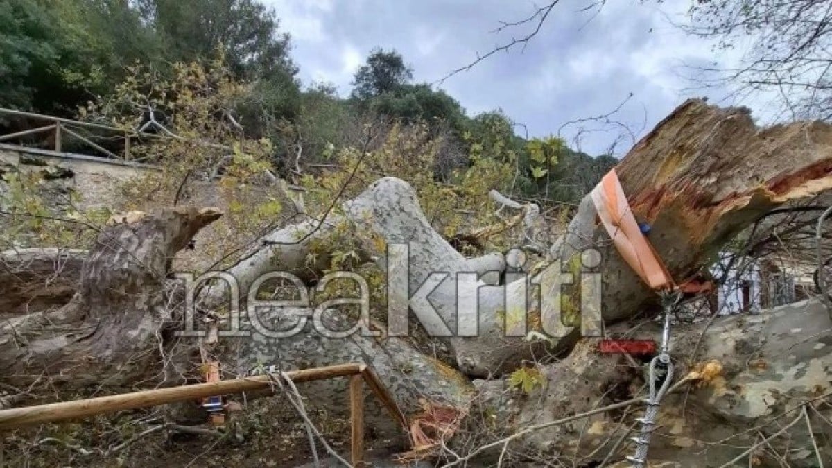 Κρήτη: Δεν άντεξε άλλο ο πλάτανος 2.400 ετών – Είχε εμπνεύσει τον Νίκο Καζαντζάκη
