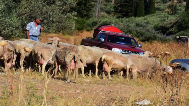 Βόλος: Άγνωστοι πέταξαν δεκάδες νεκρά πρόβατα σε χείμαρρο – Την ερχόμενη εβδομάδα το πόρισμα των εξετάσεων
