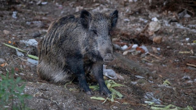 Λευκάδα: Μακάβριο θέαμα – Αγριογούρουνα ξεθάβουν νεκρούς στο νεκροταφείο των Χορτάτων