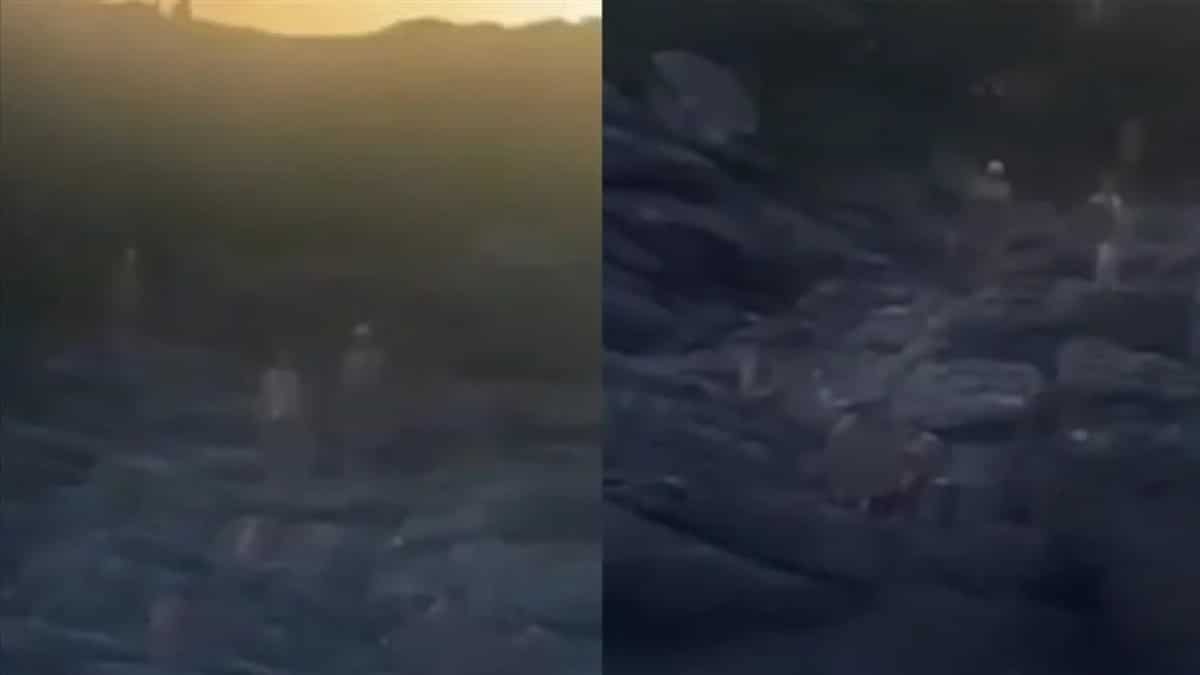 Σάλος στη Βραζιλία για το όργιο κολυμβητών πάνω στα βράχια σε παραλία (vid)