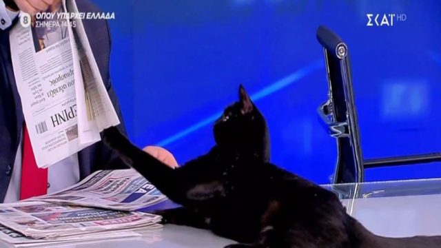 Όλοι έχουν δικαίωμα στην ενημέρωση…ακόμη και μία μαύρη γάτα! – Η επική στιγμή που γατούλα μπαίνει στο πλατό του ΣΚΑΪ σε live εκπομπή