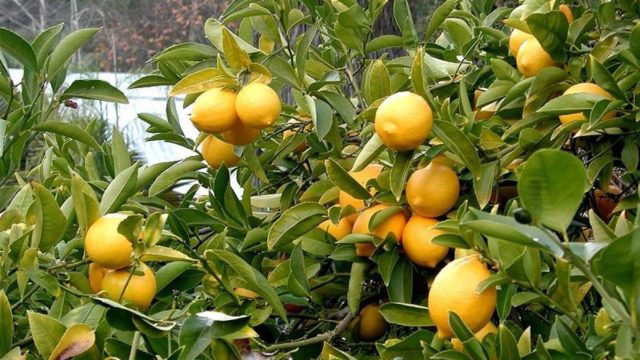 Ίλιον: «Χαροπαλεύει» ηλικιωμένος στη ΜΕΘ – Δέχτηκε επίθεση για κάτι… λεμόνια
