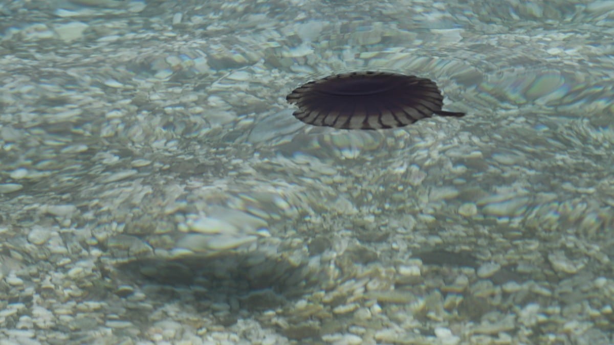 Ανησυχία στην Εύβοια: Γέμισαν με μωβ μέδουσες οι θάλασσες και οι παραλίες της