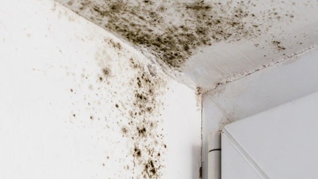 10 εύκολοι τρόποι για να αποτρέψετε την ανάπτυξη μούχλας στο σπίτι σας