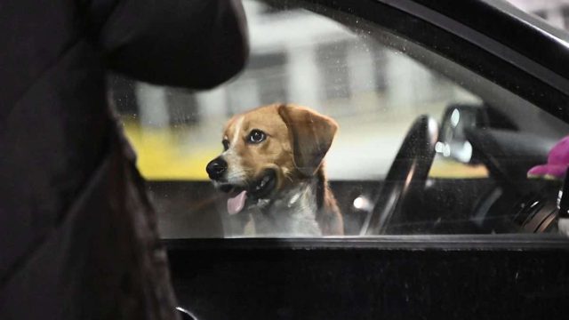 Γροθιά στο στομάχι: Δεν ξεχνούν τα κατοικίδιά τους οι κάτοικοι της Σαντορίνης! Τα παίρνουν μακριά από το νησί (photos)