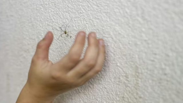 Με αυτό το 1 σπιτικό υλικό θα κρατήσετε τις αράχνες μακριά από το σπίτι σας