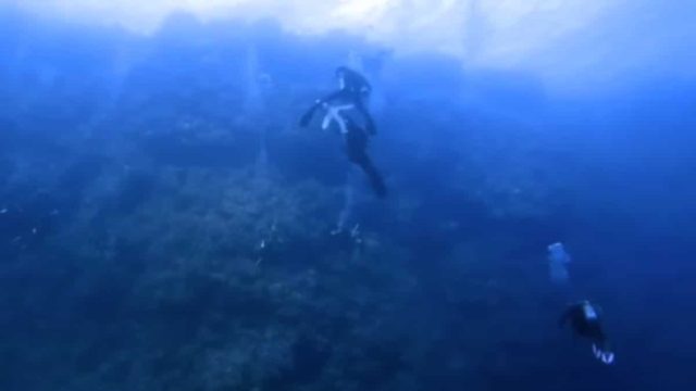 Ανατριχιαστικό βίντεο: Καρχαρίας επιτίθεται και δαγκώνει δύτη – Το ουρλιαχτό που αντήχησε στα βάθη της θάλασσας