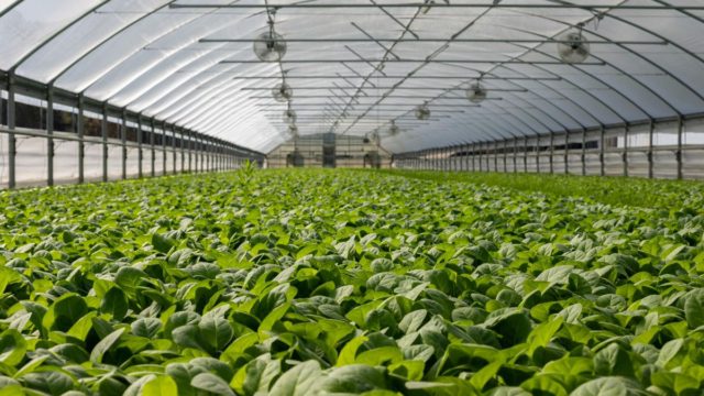 Θερμοκήπια Smart Greenhouses: Το Μέλλον της Ελληνικής Γεωργίας