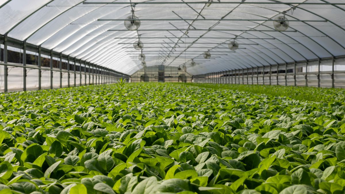 Θερμοκήπια Smart Greenhouses: Το Μέλλον της Ελληνικής Γεωργίας