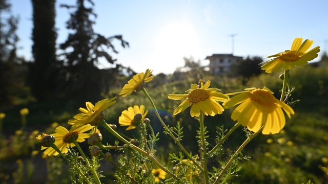 Καιρός σήμερα 22/3: Μυρωδιά άνοιξης από άκρη σε άκρη – Η εξέλιξη από Αρναούτογλου και Τσατραφύλλια