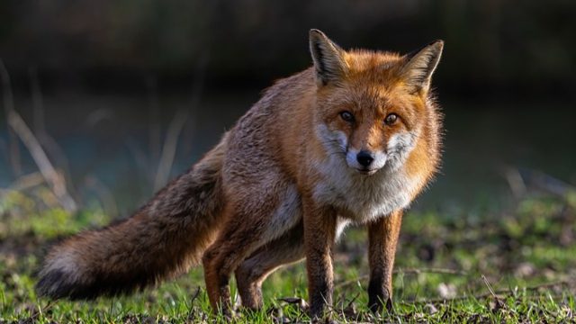 Τι θέλει η αλεπού στο παζάρι; – Τι σημαίνει η φράση και από που προέρχεται; 