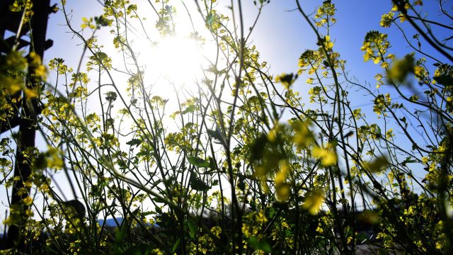 Καιρός σήμερα 12/3: Το… καλοκαιράκι είναι στην πόρτα μας – Η εκτίμηση Αρνιακού και Τσατραφύλλια για την άνοδο της θερμοκρασίας