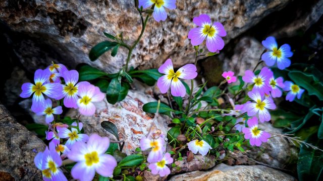Καιρός σήμερα 21/3: Η άνοιξη… επανέρχεται με άνοδο της θερμοκρασίας μετά το ψύχος – Η εκτίμηση Καλλιάνου και Μαρουσάκη