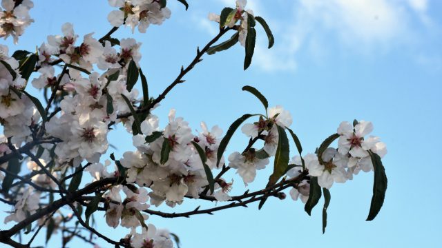 Καιρός σήμερα 5/3: Άνοιξη με ισχυρούς ανέμους – Η ενημέρωση από Καλλιάνο και Αρναούτογλου