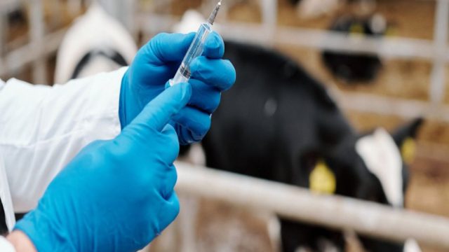 Πανικός στην Ουγγαρία: Εντοπίστηκε κρούσμα αφθώδους πυρετού έπειτα από 50 χρόνια
