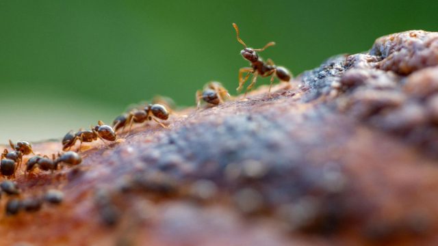 Εμφανίζονται σιγά σιγά μικρά ξανθά μυρμήγκια στη κουζίνα; Πώς θα τα εξαφανίσετε χωρίς χημικά