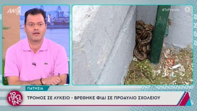 Τρόμος σε λύκειο στα Πατήσια – Βρέθηκε φίδι σε προαύλιο σχολείου