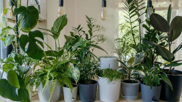 Απαλλαγείτε από την κακή ποιότητα: 6 φυτά που καθαρίζουν τον αέρα στο σπίτι