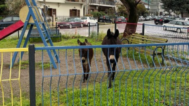 Απίστευτο περιστατικό: Γαϊδουράκια βόσκουν σε παιδική χαρά