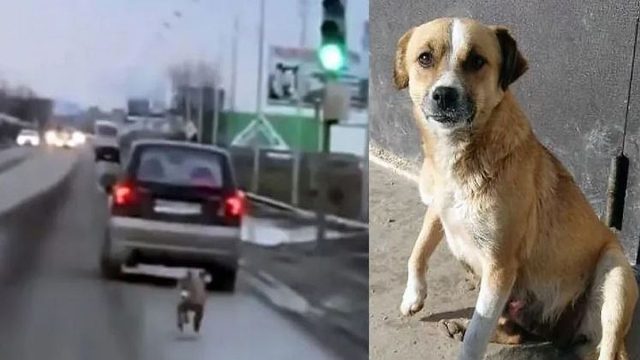Σκυλάκι τρέχει χιλιόμετρα πίσω από το αυτοκίνητο του ιδιοκτήτη του που τον παράτησε (video)
