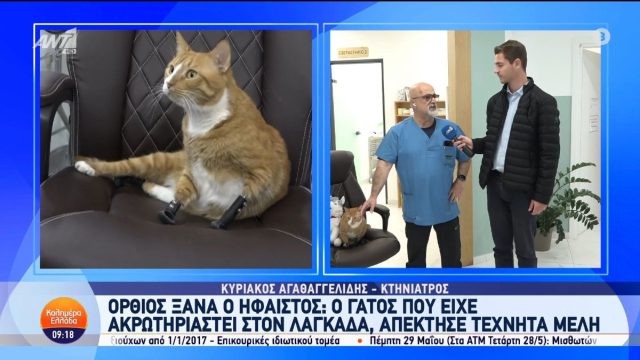 Συγκίνηση για τον Ήφαιστο: Ο ακρωτηριασμένος γάτος περπατά και πάλι με τα νέα τεχνητά του μέλη