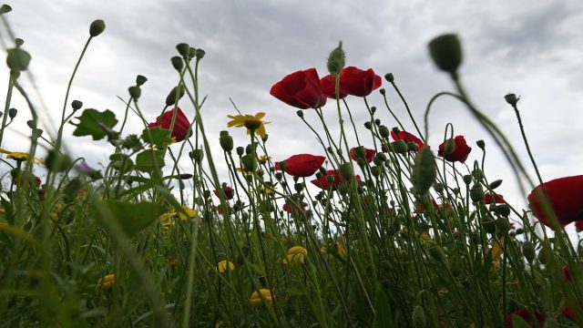 Καιρός σήμερα 12/5: Επιστροφή στο… φθινόπωρο με βροχές και πτώση θερμοκρασίας – Τι εκτιμούν Καλλιάνος και Αρναούτογλου